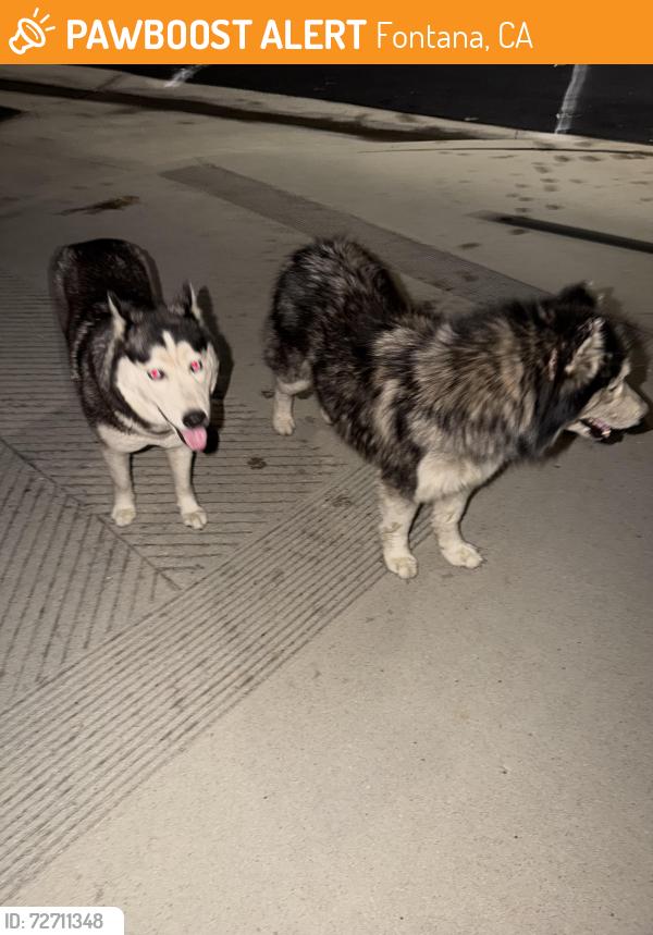 Found/Stray Unknown Dog last seen Santa Maria Court cul de sac east heritage , Fontana, CA 92336