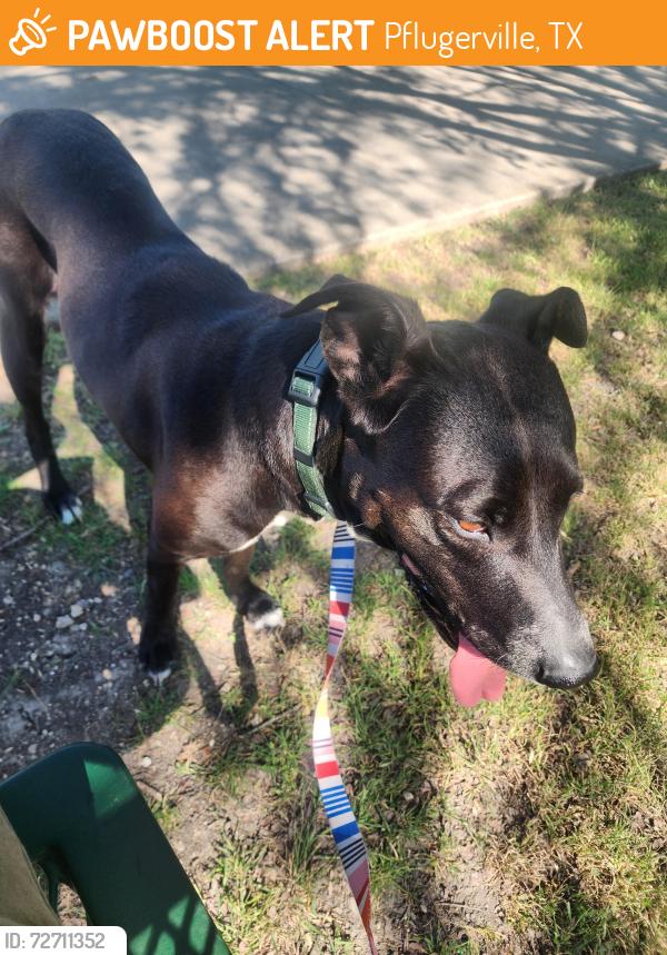 Found/Stray Female Dog last seen Hodde ln and Speidel Dr, Pflugerville, TX 78660