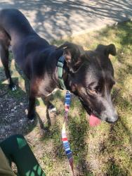 Found/Stray Female Dog last seen Hodde ln and Speidel Dr, Pflugerville, TX 78660