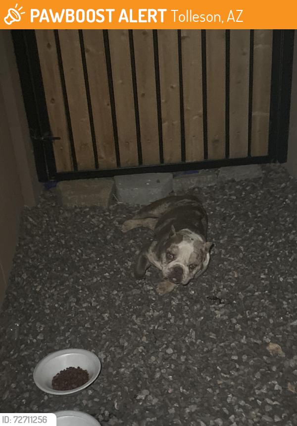 Found/Stray Female Dog last seen Near w luxton ln , Tolleson, AZ 85353
