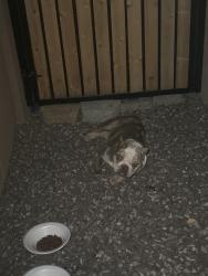 Found/Stray Female Dog last seen Near w luxton ln , Tolleson, AZ 85353