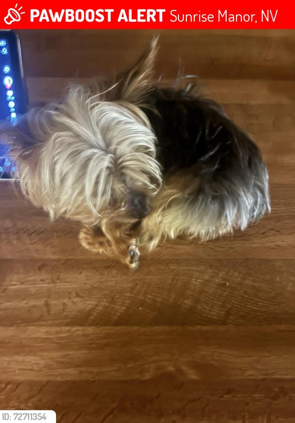 Lost Male Dog last seen Washington linn, Sunrise Manor, NV 89110