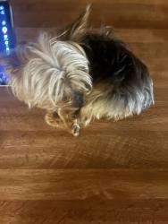 Lost Male Dog last seen Washington linn, Sunrise Manor, NV 89110