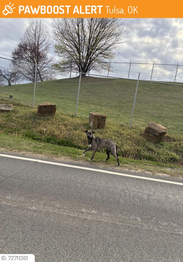 Found/Stray Unknown Dog last seen 71st and Elwood, Tulsa, OK 74132