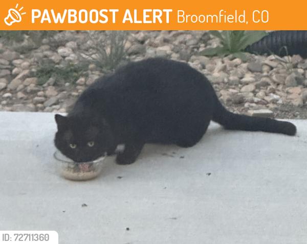 Found/Stray Unknown Cat last seen 128th and Zuni, Broomfield, CO 80020