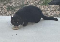 Found/Stray Unknown Cat last seen 128th and Zuni, Broomfield, CO 80020