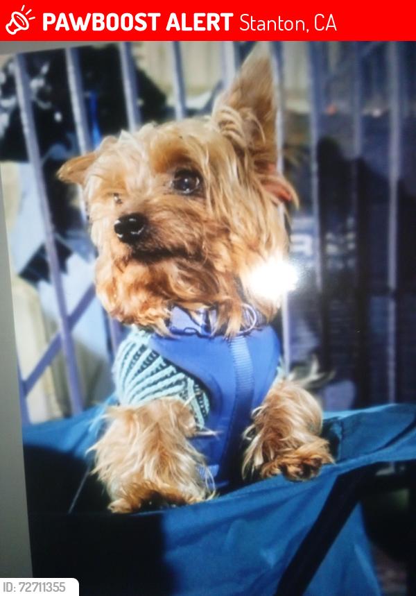 Lost Male Dog last seen Katella and Western in Stanton, Stanton, CA 90680