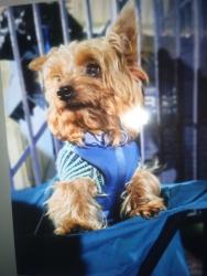 Lost Male Dog last seen Katella and Western in Stanton, Stanton, CA 90680