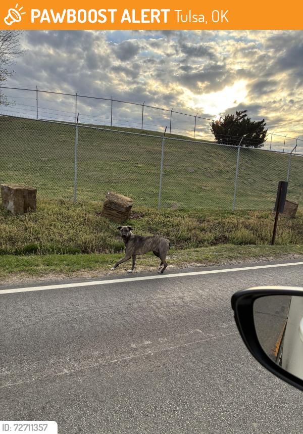 Found/Stray Unknown Dog last seen 71st and Elwood, Tulsa, OK 74114