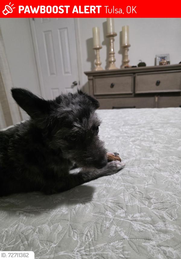Lost Female Dog last seen Near St and Memorial, Tulsa, OK 74129