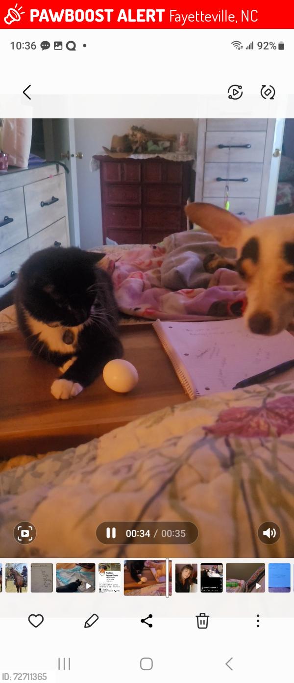 Lost Male Cat last seen Cliffdale/Glensford, Fayetteville, NC 28303