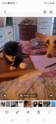 Lost Male Cat last seen Cliffdale/Glensford, Fayetteville, NC 28303