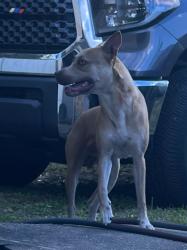 Found/Stray Female Dog last seen sw 159th lane, Marion Oaks, FL 34473