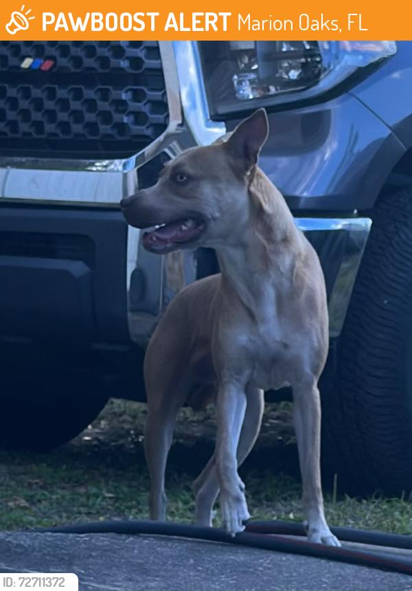 Found/Stray Female Dog last seen sw 159th lane, Marion Oaks, FL 34473