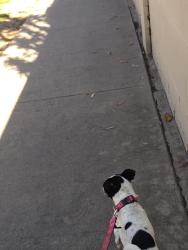 Lost Female Dog last seen Magnolia and Broadway at Maxwell park, Oakland, CA 94619