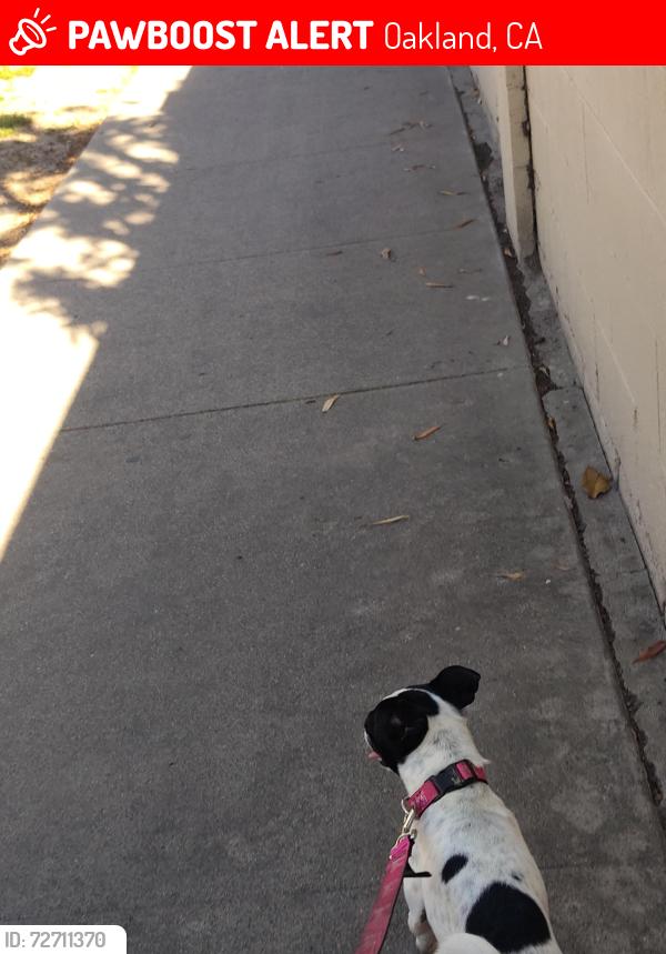Lost Female Dog last seen Magnolia and Broadway at Maxwell park, Oakland, CA 94619