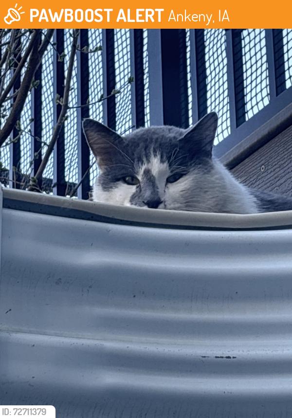 Found/Stray Male Cat last seen Hunter drive , Ankeny, IA 50021