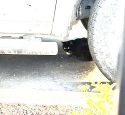 Found/Stray Unknown Cat last seen Stephanie and Wigwam, Henderson, NV 89074