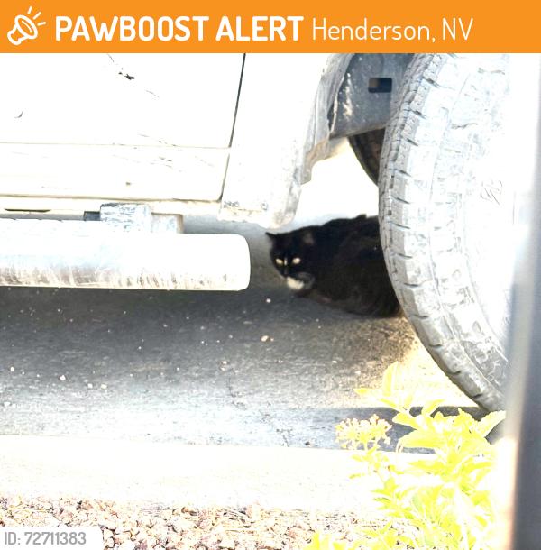 Found/Stray Unknown Cat last seen Stephanie and Wigwam, Henderson, NV 89074
