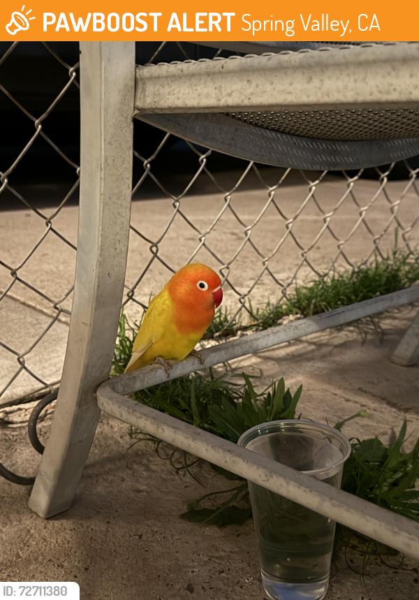 Found/Stray Unknown Bird last seen Elkelton , Spring Valley, CA 91941