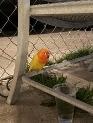 Found/Stray Unknown Bird last seen Elkelton , Spring Valley, CA 91941