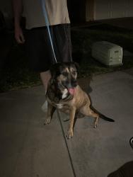 Found/Stray Unknown Dog last seen Corte algete corte benevente , Temecula, CA 92592