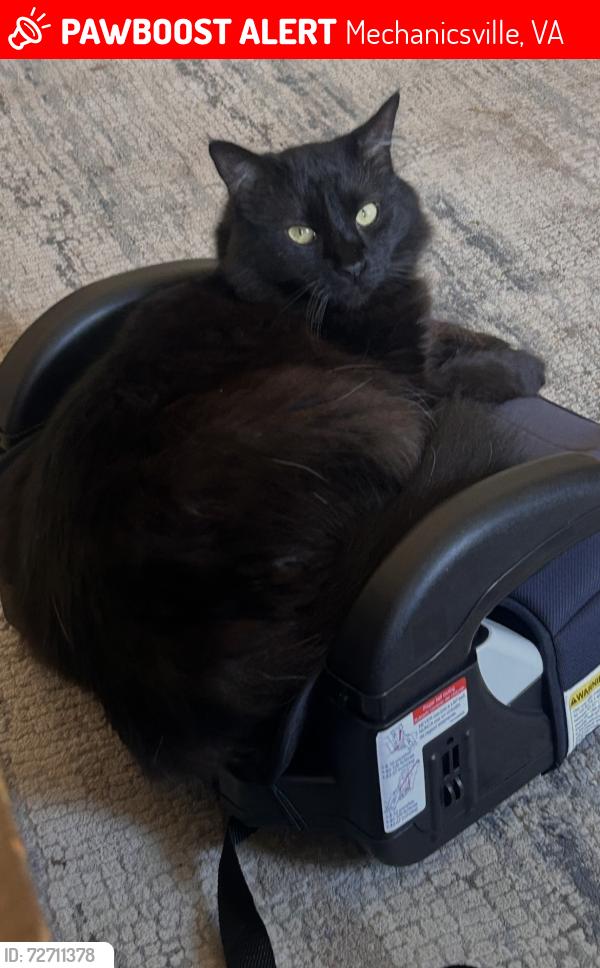 Lost Male Cat last seen Shady Grove Road, Mechanicsville, VA 23111