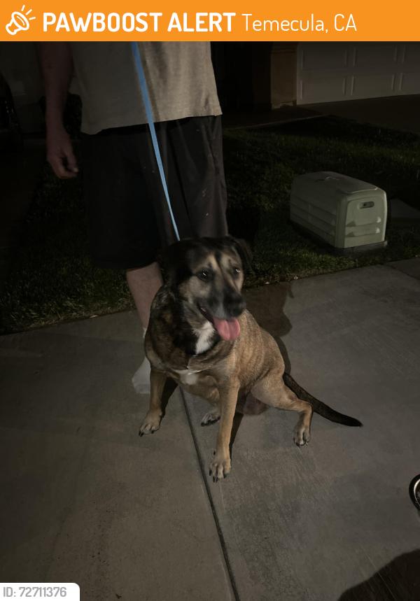 Found/Stray Unknown Dog last seen Corte algete corte benevente , Temecula, CA 92592