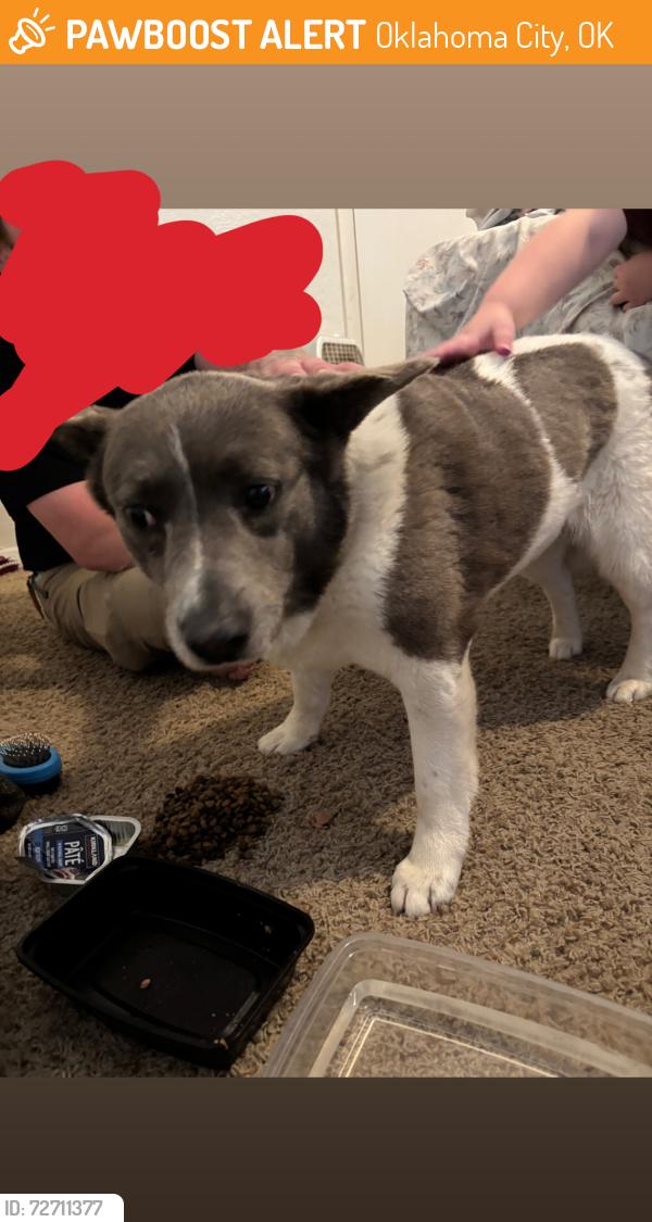 Found/Stray Female Dog last seen Near SW 89th St Oklahoma City, OK  73159 United States, Oklahoma City, OK 73159