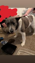 Found/Stray Female Dog last seen Near SW 89th St Oklahoma City, OK  73159 United States, Oklahoma City, OK 73159