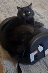 Lost Male Cat last seen Shady Grove Road, Mechanicsville, VA 23111