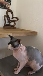 Lost Male Cat last seen Churn creek , Redding, CA 96003