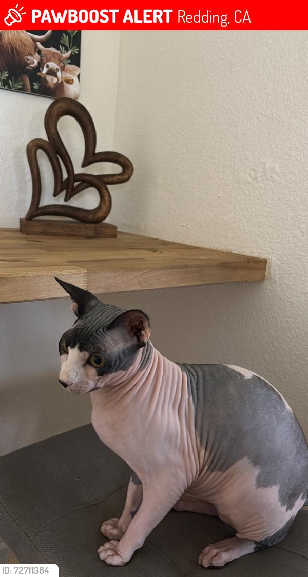 Lost Male Cat last seen Churn creek , Redding, CA 96003