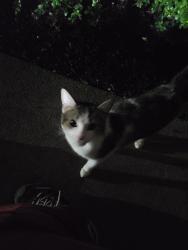 Found/Stray Female Cat last seen Smartland One-3-One apmts, Garfield Heights, OH 44105
