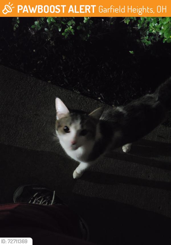 Found/Stray Female Cat last seen Smartland One-3-One apmts, Garfield Heights, OH 44105