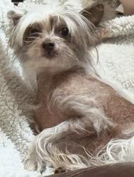 Lost Male Dog last seen Elm crossing trail, Spring, TX 77386