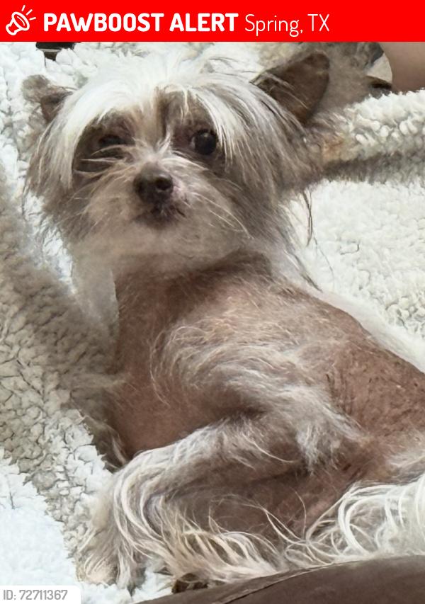 Lost Male Dog last seen Elm crossing trail, Spring, TX 77386