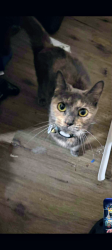 Lost Female Cat last seen Got out of window down the fire escape from my second floor apmt on 4th and West Allen street, Allentown, PA 18102