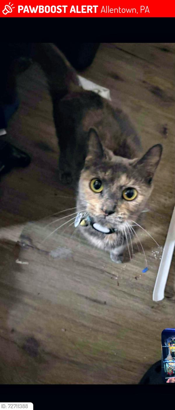 Lost Female Cat last seen Got out of window down the fire escape from my second floor apmt on 4th and West Allen street, Allentown, PA 18102