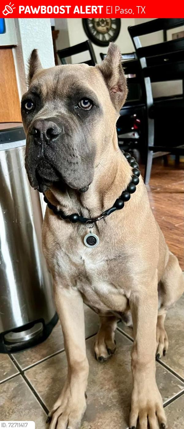Lost Male Dog last seen Resler y High Ridge, El Paso, TX 79912