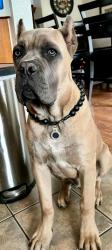 Lost Male Dog last seen Resler y High Ridge, El Paso, TX 79912