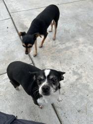 Found/Stray Female Dog last seen Couts and Washington Blvd, Commerce, CA 90040
