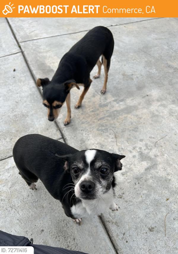 Found/Stray Female Dog last seen Couts and Washington Blvd, Commerce, CA 90040