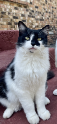 Lost Female Cat last seen Nannette St, North Little Rock, AR 72114