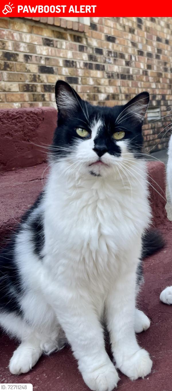 Lost Female Cat last seen Nannette St, North Little Rock, AR 72114
