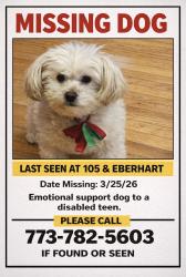 Lost Female Dog last seen King drive, Chicago, IL 60628