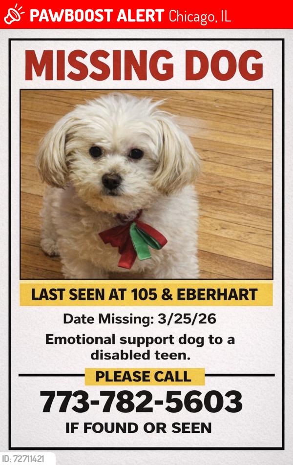 Lost Female Dog last seen King drive, Chicago, IL 60628
