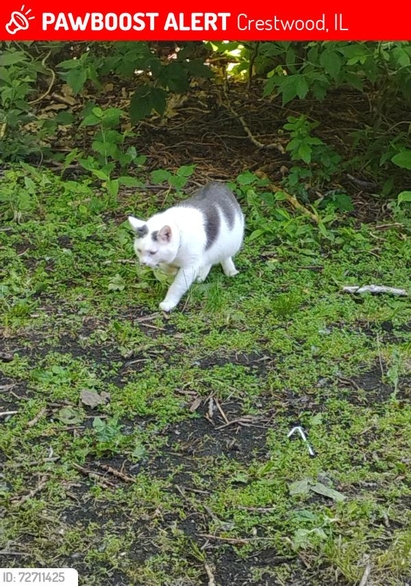 Lost Male Cat last seen Midlothian Turnpike and Cicero Ave , Crestwood, IL 60445
