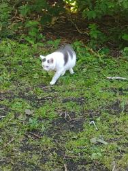 Lost Male Cat last seen Midlothian Turnpike and Cicero Ave , Crestwood, IL 60445