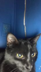 Lost Female Cat last seen East Fairmont and south valley drive , Rapid City, SD 57703